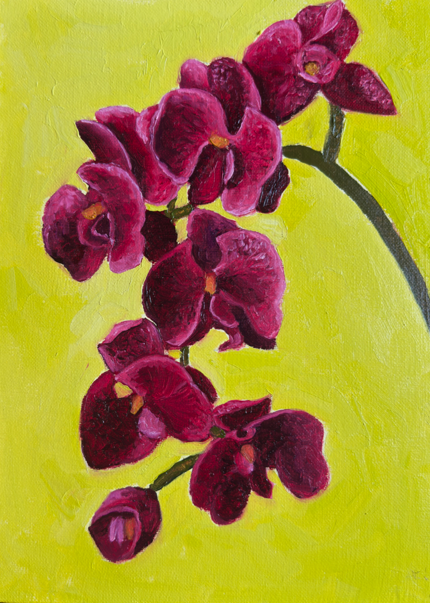 Orchids Original